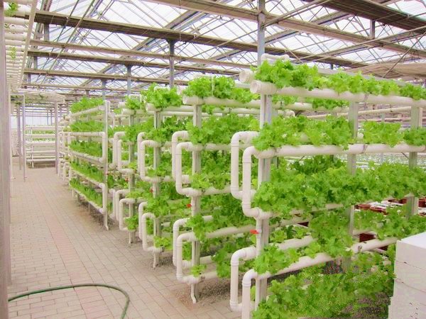 ThistlePraxisNG's tweet photo. Discover new #Strategies for #Sustainable farming systems in our article
#Innovations in Agriculture: Ideas, Possibilities, Strategies (II); Pg 24 .@GuardianNigeria or .@SusConvos. #CSRFW. #CSR. #Agriculture. https://t.co/YEjqqv6KQ5