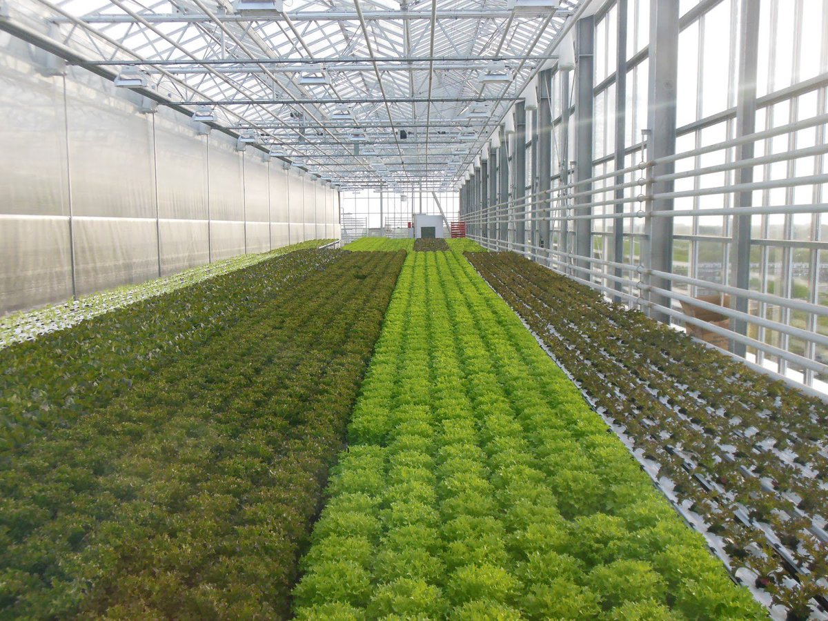 ThistlePraxisNG's tweet photo. Discover new #Strategies for #Sustainable farming systems in our article
#Innovations in Agriculture: Ideas, Possibilities, Strategies (II); Pg 24 .@GuardianNigeria or .@SusConvos. #CSRFW. #CSR. #Agriculture. https://t.co/YEjqqv6KQ5