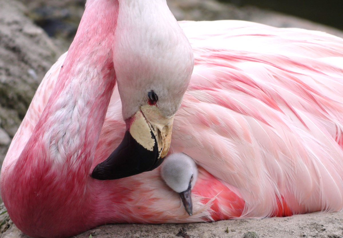 WWTSlimbridge's tweet photo. Take a look at our @WWTSlimbridge #flamingo story in @Telegraph 'British flamingos lay eggs for first time in 15 years after heatwave summer' https://t.co/zbahgGMUFW https://t.co/lEmM0S5Kzo