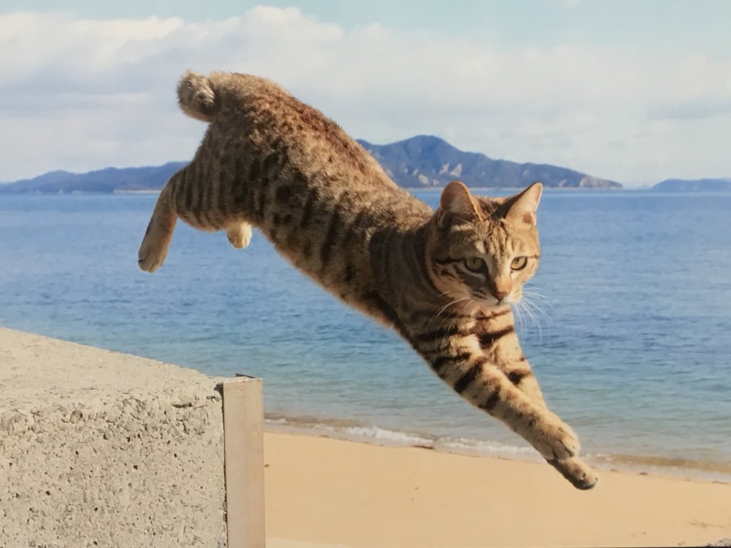 五十嵐健太 飛び猫 飛び猫写真展の会場内は撮影可能です 撮った写真はスマホの待ち受けやpc壁紙にしたり スマホケースにしたり 個人利用の範囲で利用可能です 飛び猫展 リバーサイド千秋