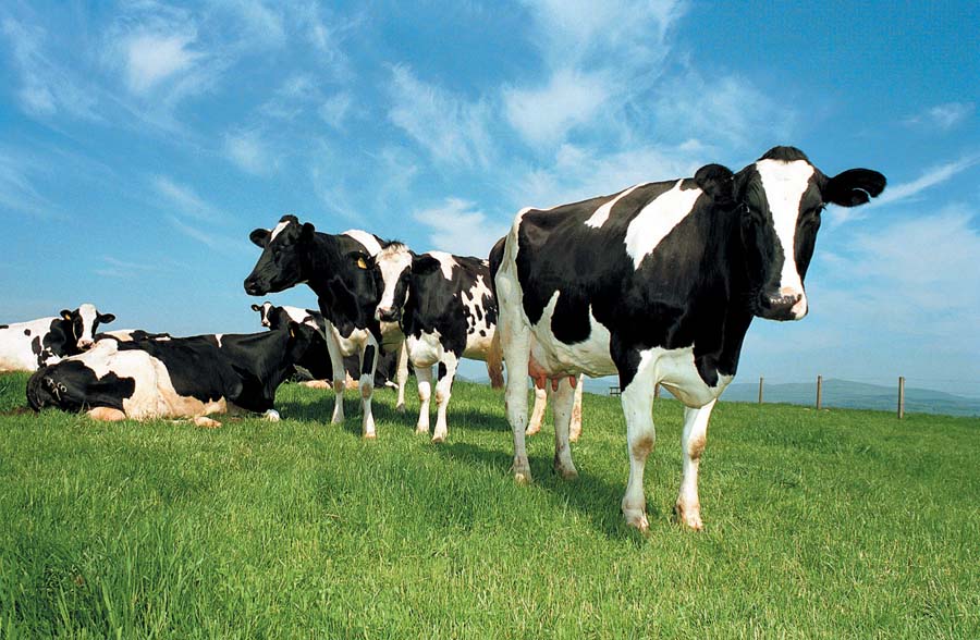 MidlothScience's tweet photo. Moo-ving... Well Cow Ltd, developers of nutrition management technology to improve the health and welfare of cows, has relocated to new offices at Pentlands Science Park > https://t.co/QyEZ6IMO6q #technology #animalhealth #moving #inthezone https://t.co/yxpI4vN4Ne