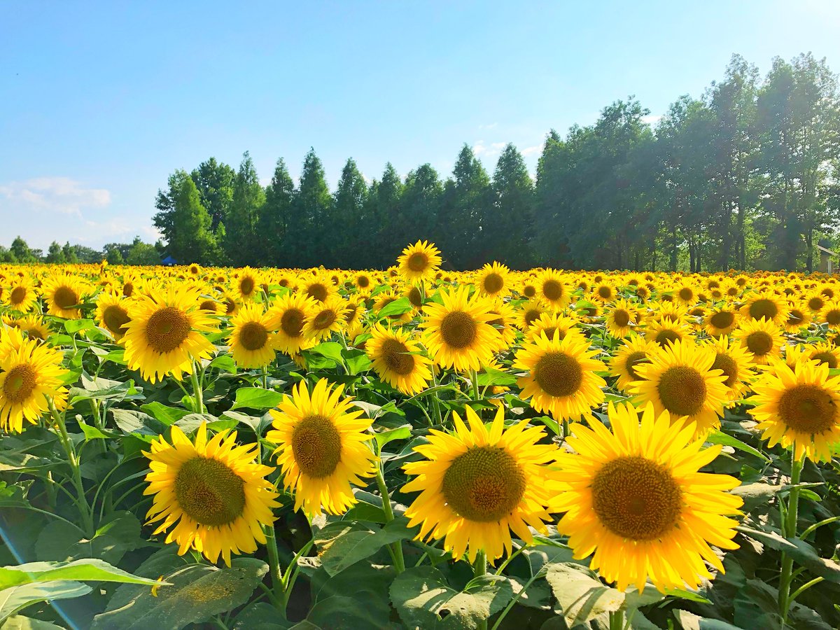 世羅高原農場 公式 世羅高原のひまわり丘一面に咲き誇っています 大雨や台風にも負けず夏空に向かって元気いっぱいに ひまわり まつり期間中見頃が続きます お盆期間中イベントや他の花農園との連携イベントなど盛りだくさんの世羅高原にぜひお越しください