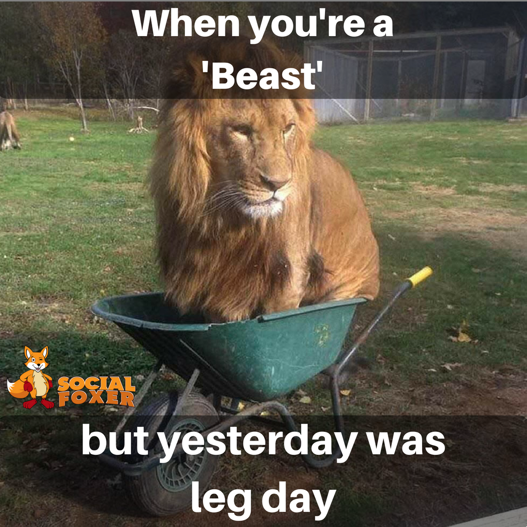 socialfoxer's tweet photo. Can you relate? #gymfreak #gymaddicts #buildyourbody #fitnessmemes #gymmemes #gymproblems #bodybuildingproblems #gymhumour #workoutmemes #bodybuildingproblems #bodybuildingmemes #bodybuildinghumor #bodybuildingmeme #gyminspiration #gyminspiration #fitnessmotivation https://t.co/sh3e15R7WQ