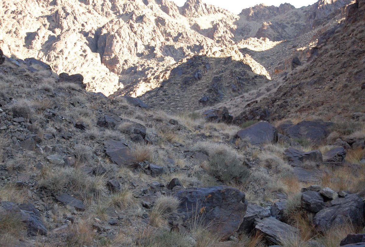 jaydixit's tweet image. Can you spot the snow leopard hiding in plain sight? 

#camouflage 

Photo: @snowleopards