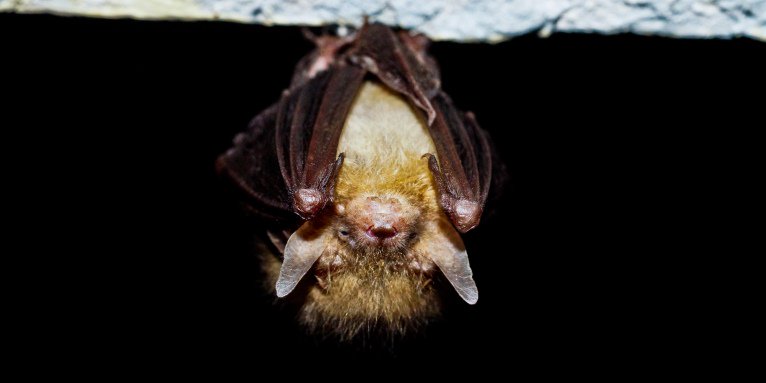 Fledermaus Im Zimmer Was Tun