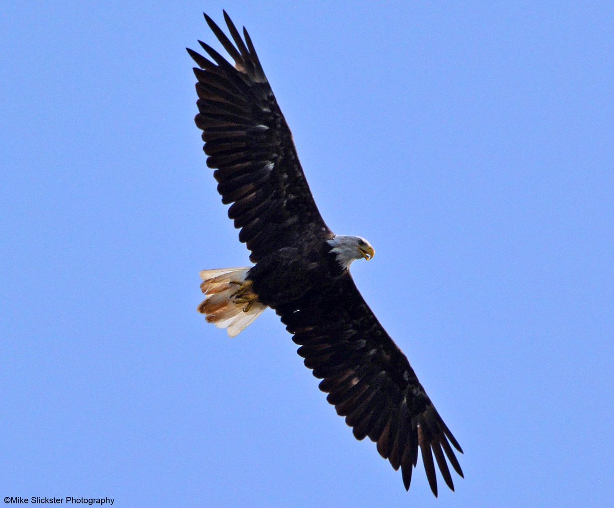 Functional Functional