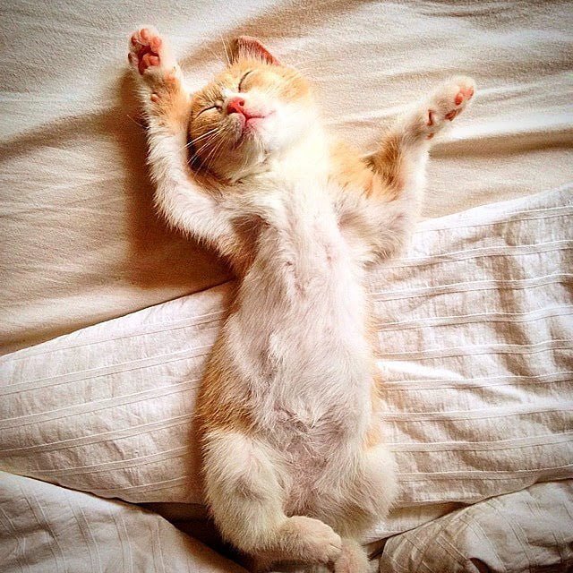 sarasmeows's tweet photo. Reposting @civetkitty:
When she gets a good sleep at night😻😻
.
.
#civetkitty #catmorning
#catmornings #catoftheday #goodcat #goodsleep #kittengirl #kittenspace #catofinstagram #cats_of_instagram #catsagram #kittensofinstagram #kittenofig #kittenlove #cutecats #cute #cutekitty https://t.co/wQ87uqUXcF