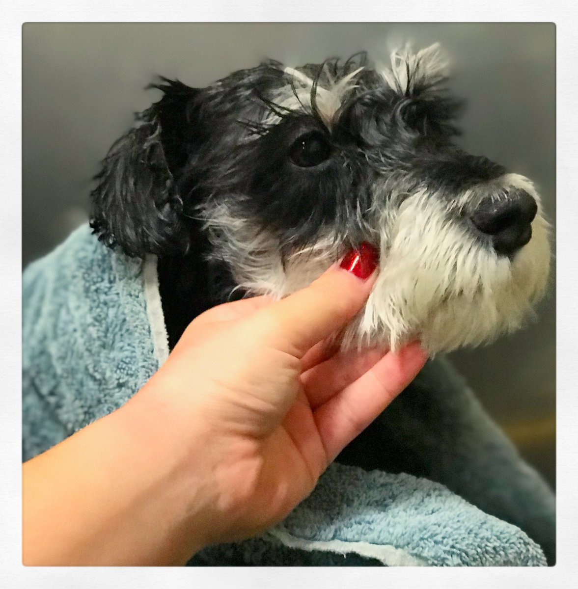CBWBurnsville's tweet image. Dusty “The Duster” was pampered with a relaxing blueberry facial massage and loved it! #relaxingdogs #dogs #miniatureschnauzer #campbowwow