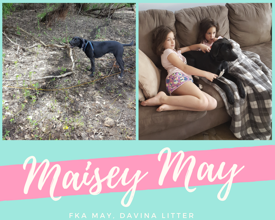 savealabrescue's tweet photo. Adoption Update! Thank you for checking in, everyone is great over here. Maisey enjoys walks around the neighborhood and playing with all her new doggy friends.
#savealab #savealabrescue #adoptdontshop #rescuedog #rescuedogs #whorescuedwho #happytails #fureverhome https://t.co/AAyV0q6e15