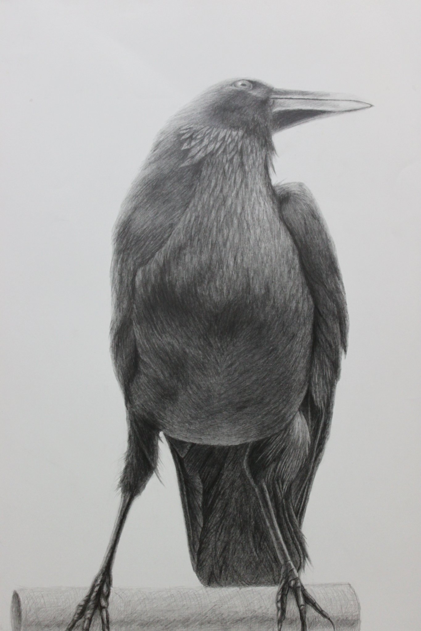 Docnomy On Twitter 学生の頃のデッサンを晒すという自殺行為 鉛筆 鉛筆画 デッサン 絵 イラスト 烏 カラス Https T Co V5t4mzpfr1 Twitter
