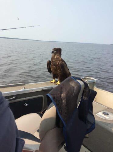 download Fixing Health Systems (In