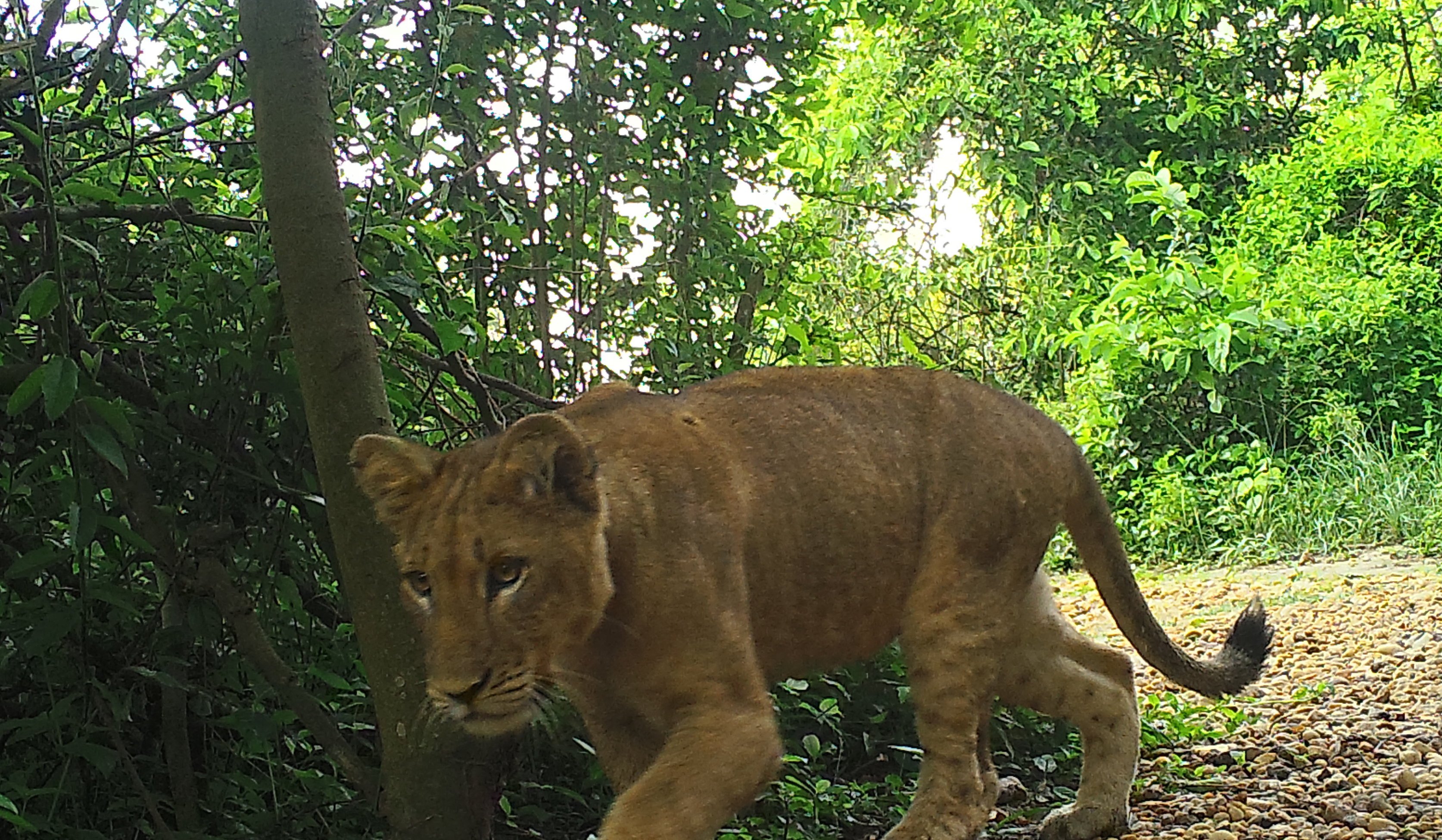congolese spotted lion
