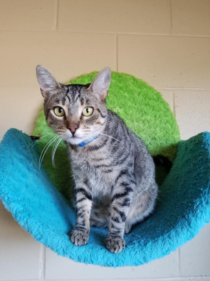 thinkchulavista's tweet photo. Share your love with a shelter pet! We have cats, dogs, puppies and kittens all available for adoption at the #ChulaVista Animal Care Facility. Find your best friend and a new member of your furrever family! https://t.co/EHj5SVBkYl #THISisChula #cvacf #adoptdontshop #adoptapet https://t.co/RCoQPPaOCT