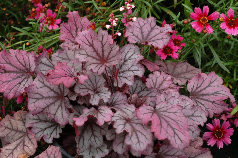 HostasDirect's tweet image. Not Your Grandmother’s Coral Bells Anymore! Big Sale!! Hosta Picks! - mailchi.mp/hostasdirect/b…
