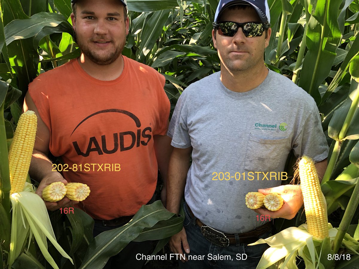 Channel_SD's tweet photo. FTN Spatial Trial near Salem, SD. Shown in pics below Channel Seedsman Doug Koch and Channel customer/plot cooperator Matt E. give us a virtual tour of the plot in a series of pictures. @ChannelSeed @ImSoyCornfused @priceginger #Grow18 #ChannelYields https://t.co/jPHKwbBpJ7