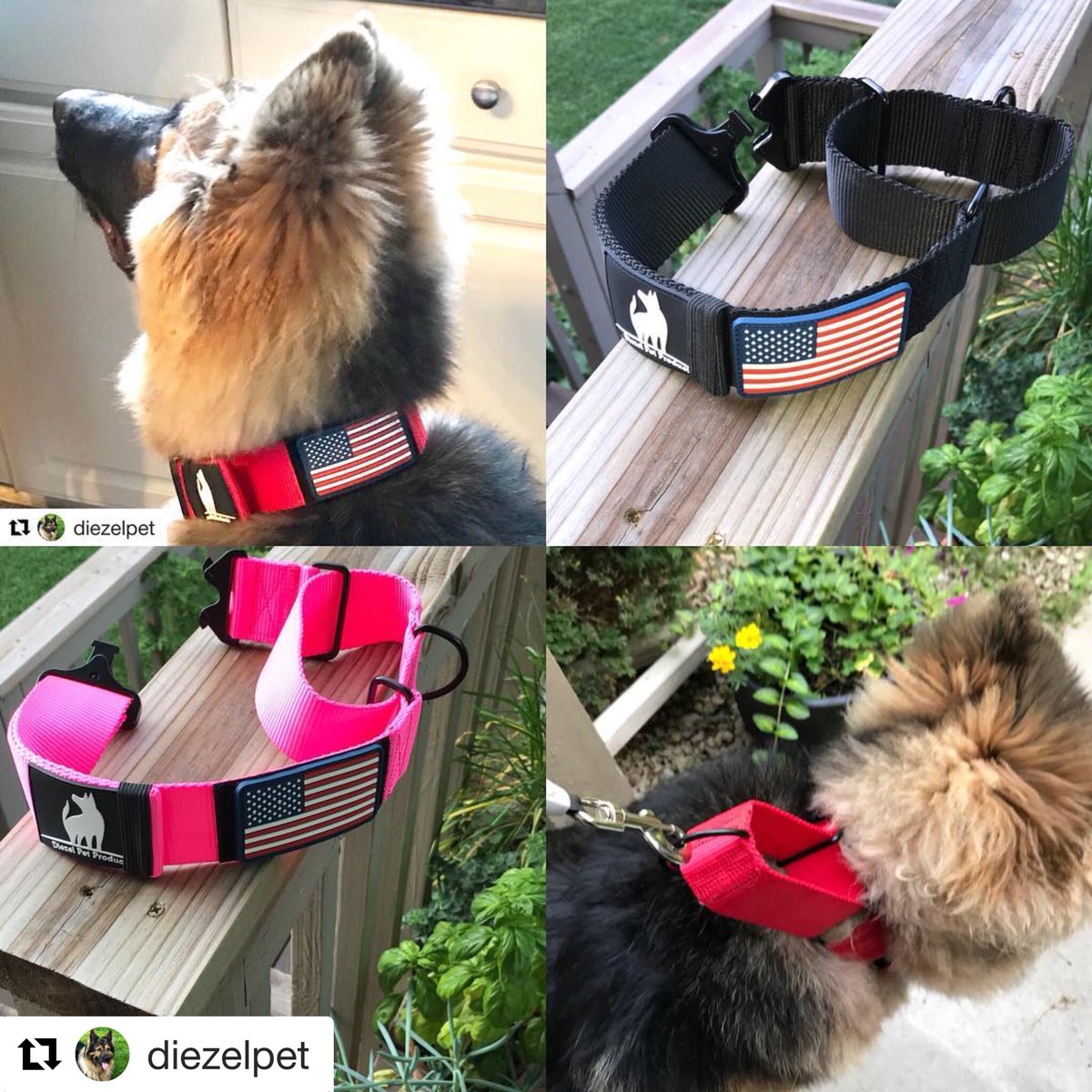 Pat_A_Swinton's tweet photo. GIANT XXL BREED MARTINDALE DOG COLLARS. AVAILABLE ON AMAZON 2” Wide HD Webbing Cobra Buckle USA Flag Patch. Fits Necks From 16” - 25” Prong Collar WITHOUT PRONGS https://t.co/5PD0Tuhpwt #newfoundland #newfie #stbernard #bernesemountaindog #cancorso #germanshepherd #🇺🇸 #🇺🇸af https://t.co/s3d3yBFdTC