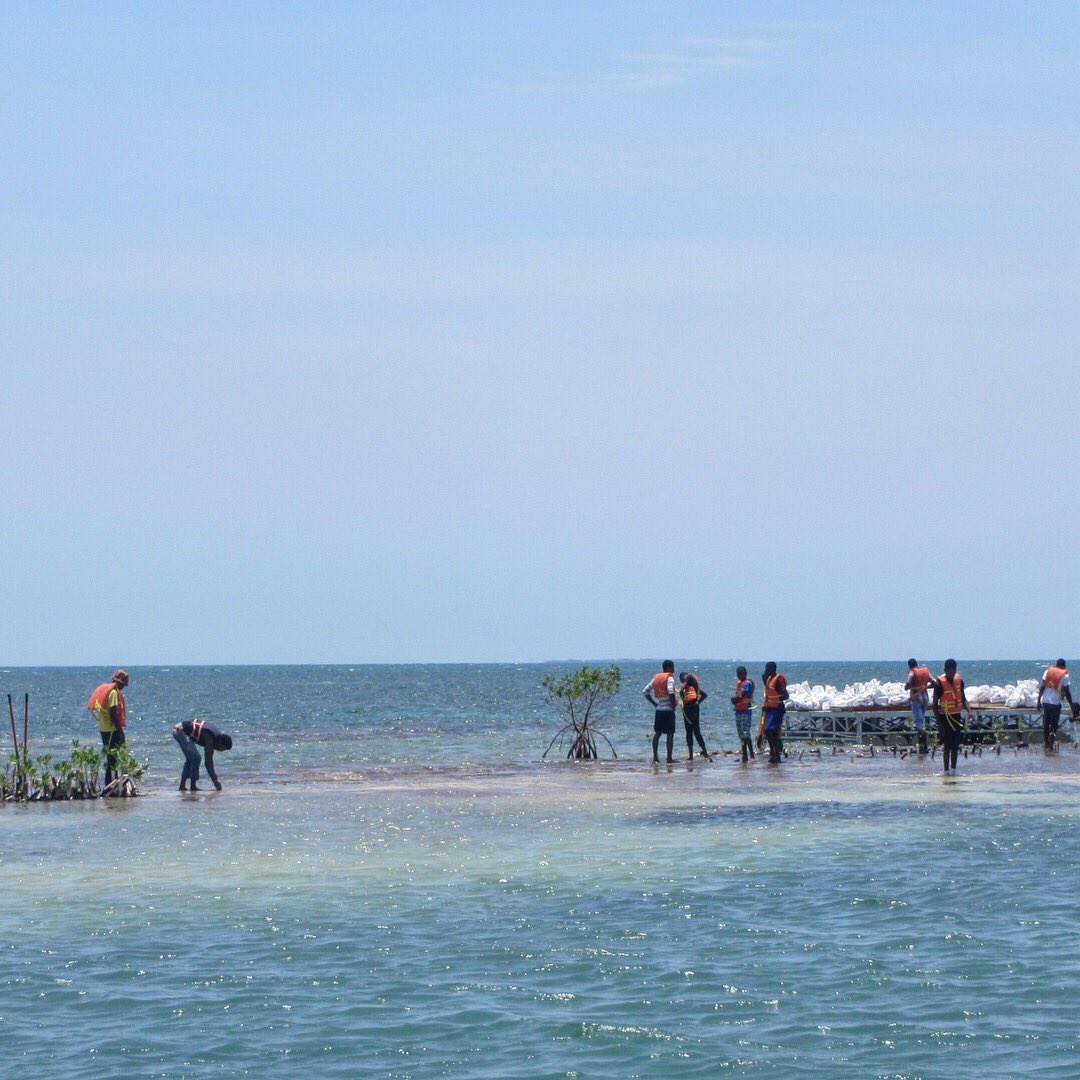 ccam_foundation's tweet photo. C-CAM staff &amp; volunteers carrying out #MangroveRestoration Mangrove forests are vitally important to coral reef and commercial fisheries as well protect the coastline from storm surges and flooding during times of hurricanes and heavy rains.  #CCAMturns20yearsold #portlanbight https://t.co/Oyb3tm4Tlw