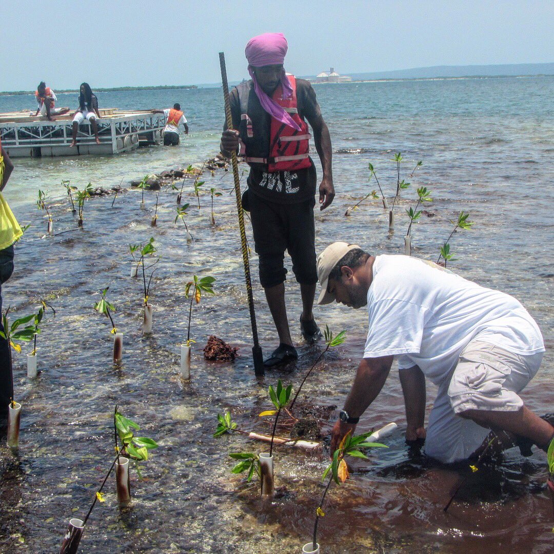ccam_foundation's tweet photo. C-CAM staff &amp; volunteers carrying out #MangroveRestoration Mangrove forests are vitally important to coral reef and commercial fisheries as well protect the coastline from storm surges and flooding during times of hurricanes and heavy rains.  #CCAMturns20yearsold #portlanbight https://t.co/Oyb3tm4Tlw