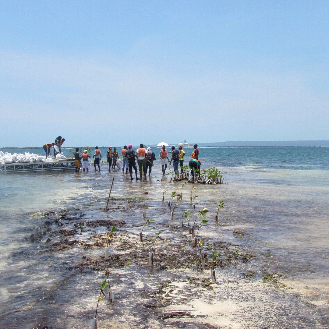 ccam_foundation's tweet photo. C-CAM staff &amp; volunteers carrying out #MangroveRestoration Mangrove forests are vitally important to coral reef and commercial fisheries as well protect the coastline from storm surges and flooding during times of hurricanes and heavy rains.  #CCAMturns20yearsold #portlanbight https://t.co/Oyb3tm4Tlw