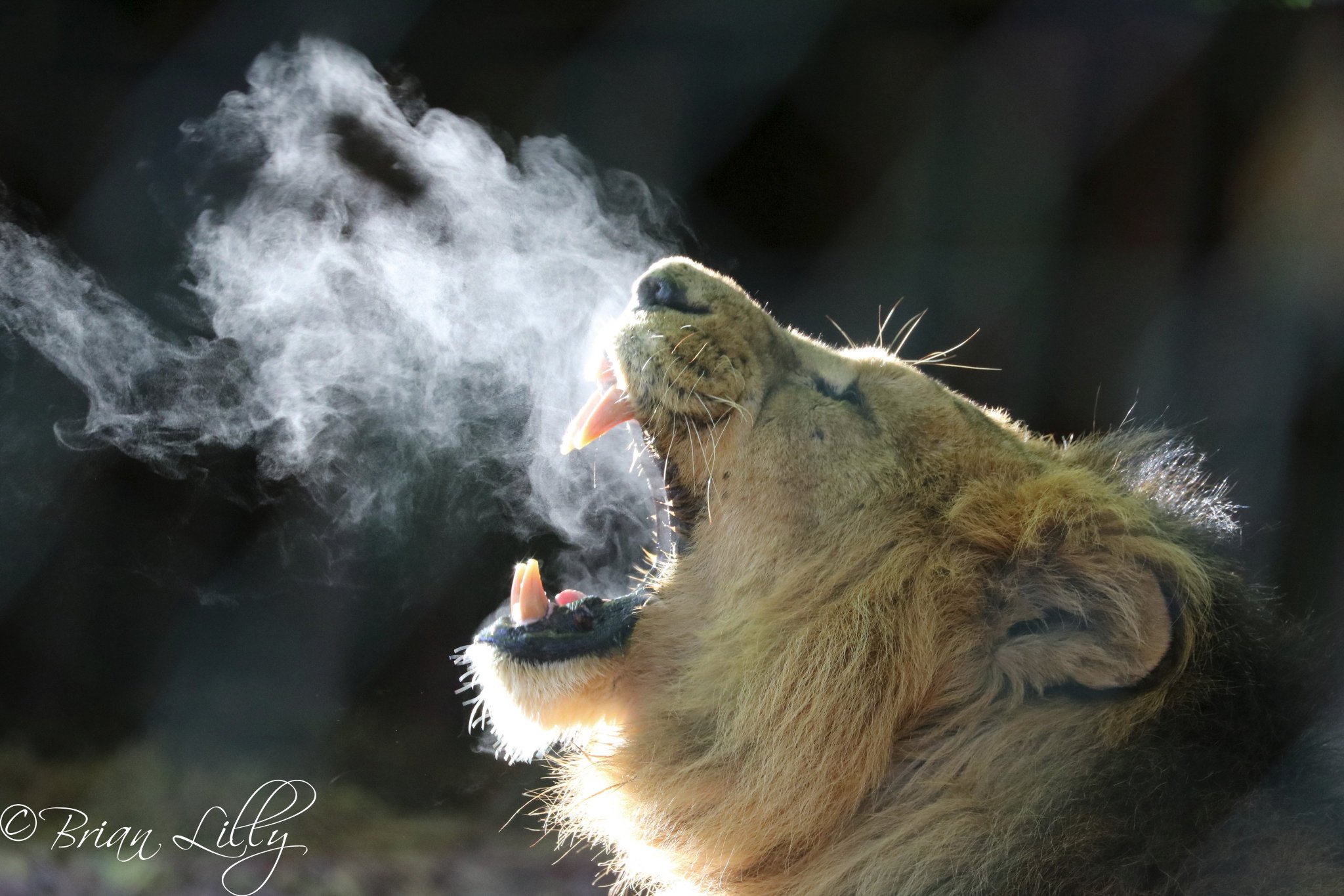 The Smoking Monk - Lions Roar
