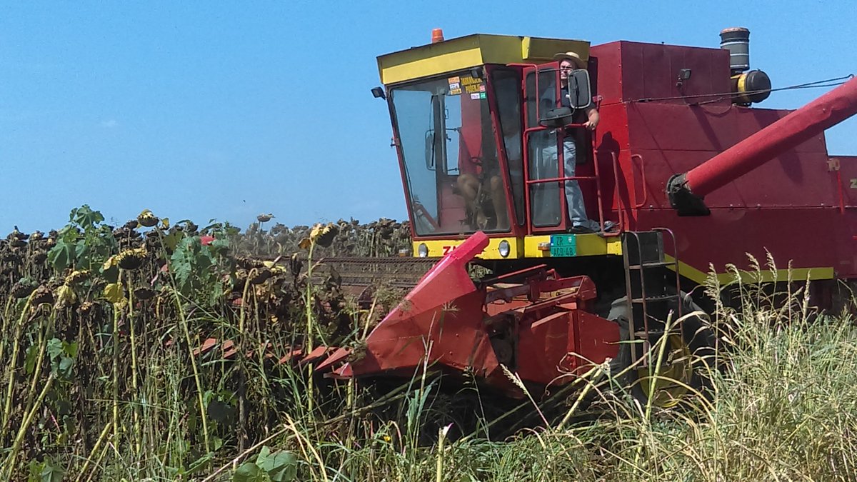 GabrielMagaddi1's tweet photo. Harvest in live in Serbia.
Mas 85SU vs P.....9!
And with 3,3t/ha the winner is.... Mas 85SU!!!! Against 2,6t/ha for Pioneer hybrid!!
The @MASseeds hybrid Mas 85SU is definitely the champion of SU market!
#wearechampions #winners #sunflower #SUtechnology #Masseeds https://t.co/iio4fQqTjs