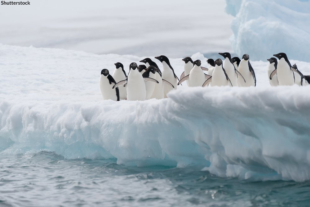 Oceana on Twitter: &quot;One interesting behavior of the Adélie penguin is its  reluctance to be the first individual that enters the water. This species  is known to form dense groups at the