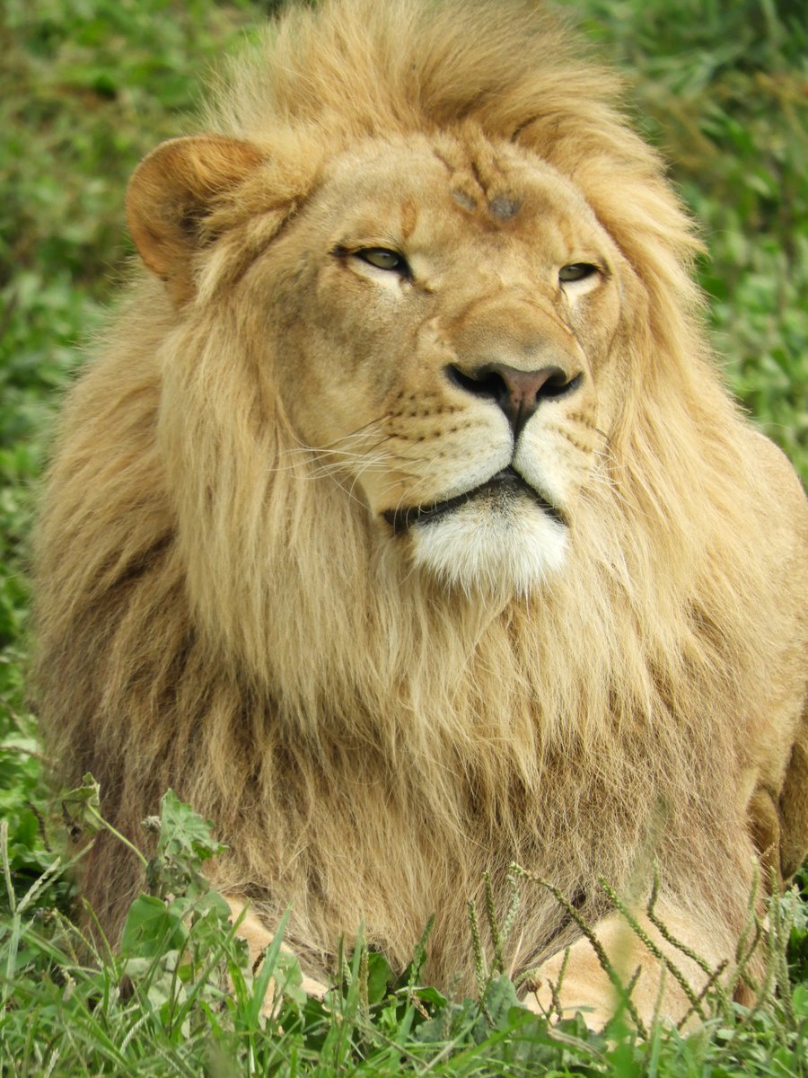 岩手サファリパーク 本日8月10日は 世界ライオンの日 World Lion Day 乱獲や棲息地の 減少で数を減らし続けているライオンたちの現状を広く知ってもらうため 非営利団体 African Parks によって13年に制定されました 飼育部 タナベ 岩手 岩手サファリパーク 本日8月10日は 世界ライオンの日 World Lion Day 乱獲や棲息地の 減少で数を減らし続けているライオンたちの現状を広く知ってもらうため 非営利団体 African Parks によって13年に制定されました 飼育部 タナベ 岩手
