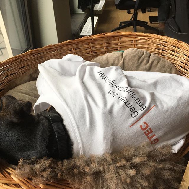 GermanTechBLN's tweet photo. It is cold today in the office. So our Chief Happiness Officer Nala got dressed up in style. #temperatursturz #whereistheheat #summerofheat #berlin #berlindogs #startupdogs https://t.co/ZxsoibGgJm https://t.co/JFGMhuCf8Q