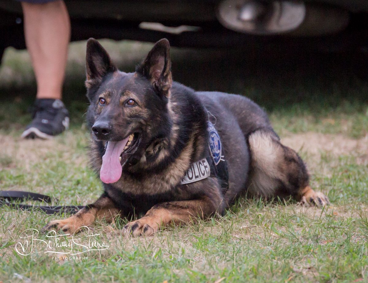 K9Viking1's tweet image. K9 - Viking is wishing you all a great weekend. We will be working but won't be Live this weekend.. Hope to see you all next weekend. Enjoy the show 🐶 #LivePD  #warwickpdri #k9soflivepd #LivePDNation #LivePDPodcast @OfficialLivePD @OnTheAirWithPIC @LivePdFantasyLG @warwickripd