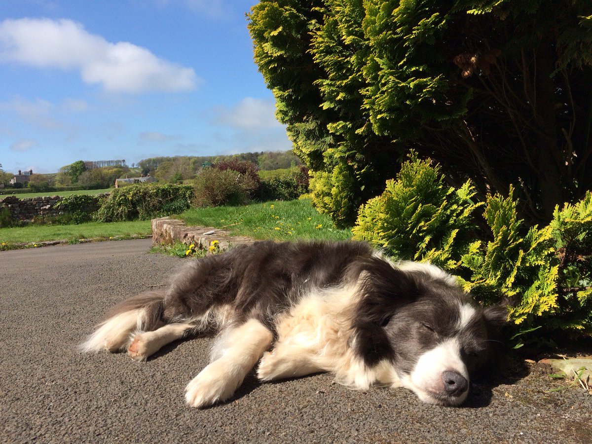 snootydoggy's tweet photo. This is Mac. He has an MSc in Relaxing and a PHD (with distinction) in Chilling. #NationalLazyDay
@BCTGB @mjandrew #bordercollies ❤️🐾💤 https://t.co/juT9W4KgSe