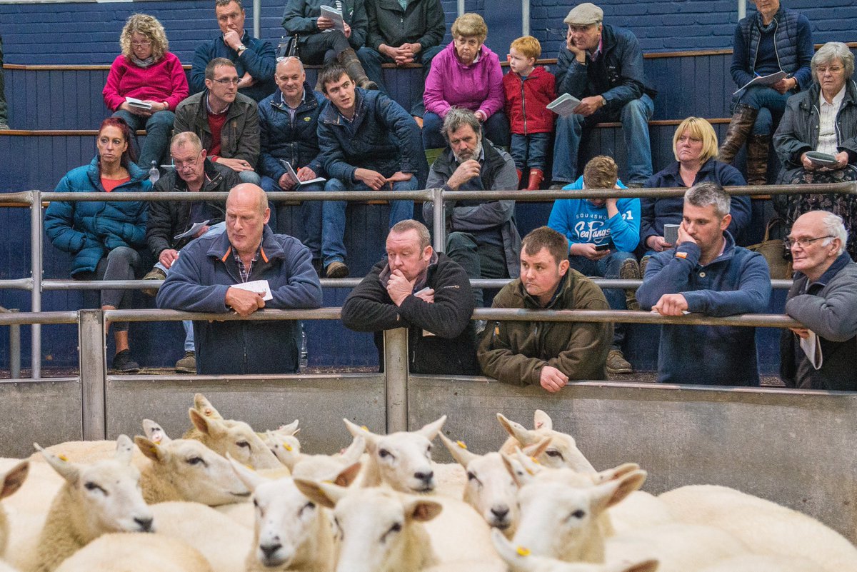 lleynsheep's tweet photo. The catalogue for the Sale of 793 Lleyn Sheep at Exeter Mart is online and ready to view https://t.co/h03jFXj1G6 #sheep365 #sheepforsale #kivells #exetermart https://t.co/QDlQwmxCa9