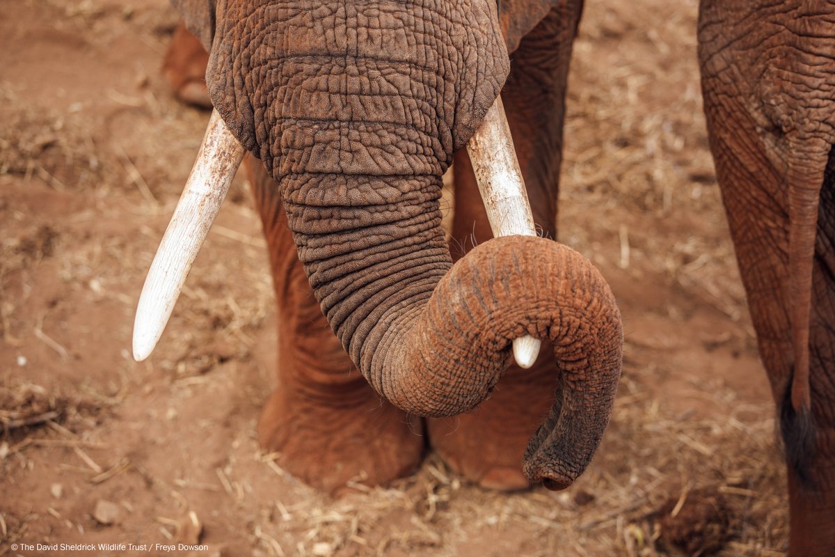 SheldrickTrust's tweet photo. Just like humans hands, elephants are either left or right-tusked. They use their dominant tusk to dig up earth, uproot vegetation, lever objects &amp; sometimes even employ it as a trunk rest! #WorldElephantDay https://t.co/UK7I373h0R