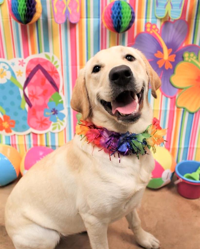 PetSmart South Loop Chicago (LoopPetsmart) Twitter