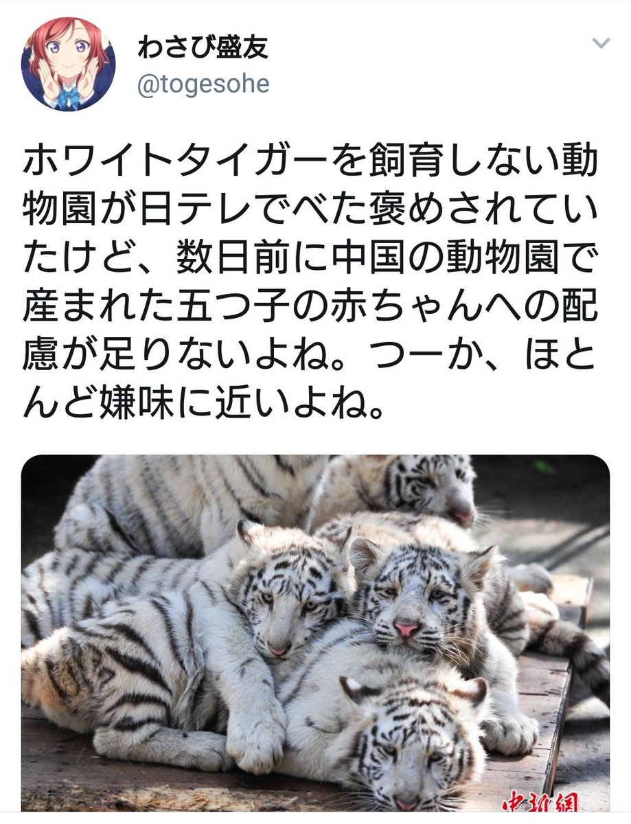わさびbot على تويتر ホワイトタイガーを飼育しない動物園が日テレでべた褒めされていたけど 数日前に中国の動物園で産まれた五つ子の赤ちゃんへの配慮が足りないよね つーかほとんど嫌味に近いよね T Co Vyiisndoif