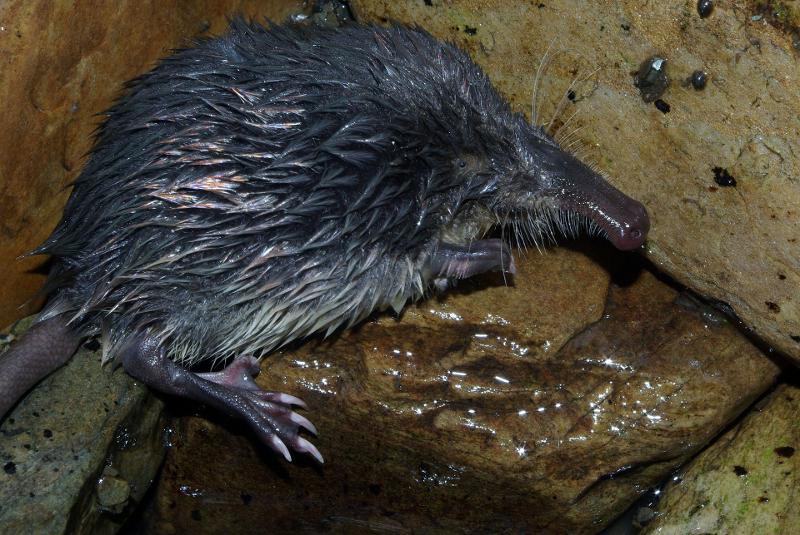 chtajo's tweet photo. Hace poco os hablábamos del desmán ibérico, un pequeño mamífero en peligro de extinción, de la familia de los topos (#talpidae), que vive en arroyos montañosos del norte de España y de los sistemas Ibérico y Central. (Abrimos hilo) #CuencaTajo #agua #CalidadAgua #Fauna #Tajo https://t.co/cKAafuxhfC