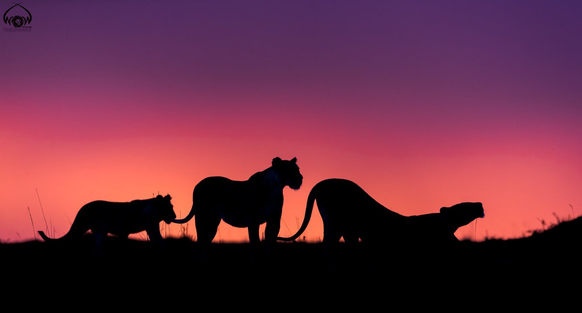 ParasChandaria's tweet photo. The Night Walkers

#worldlionday #lions #masaimara #nightwalkers #wakingup #lionday #threelions #ilovelions #silhouette #dusk #magicalcolours #wildlife #wild #wildlifephotography #natgeokenya #kenya #whyilovekenya #magicalkenya  #worldofthewild #paraschandaria #kenyanwildlife https://t.co/03ZWDux1Cs