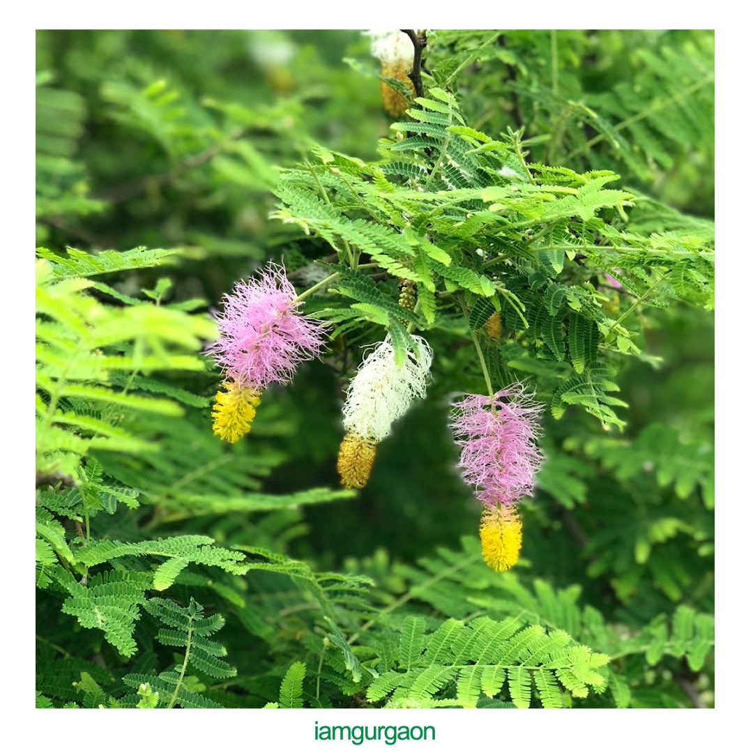 I_Am_Gurgaon's tweet photo. No better way to spend the #monsoons than with a long walk at The Aravalli Biodiversity Park, home to the native flora &amp; fauna of the Aravalli Range. Serving as a city forest, recreational space and water recharge zone, the Park promotes habitat creation over 380 acres of nature. https://t.co/MTtEHv7lEP