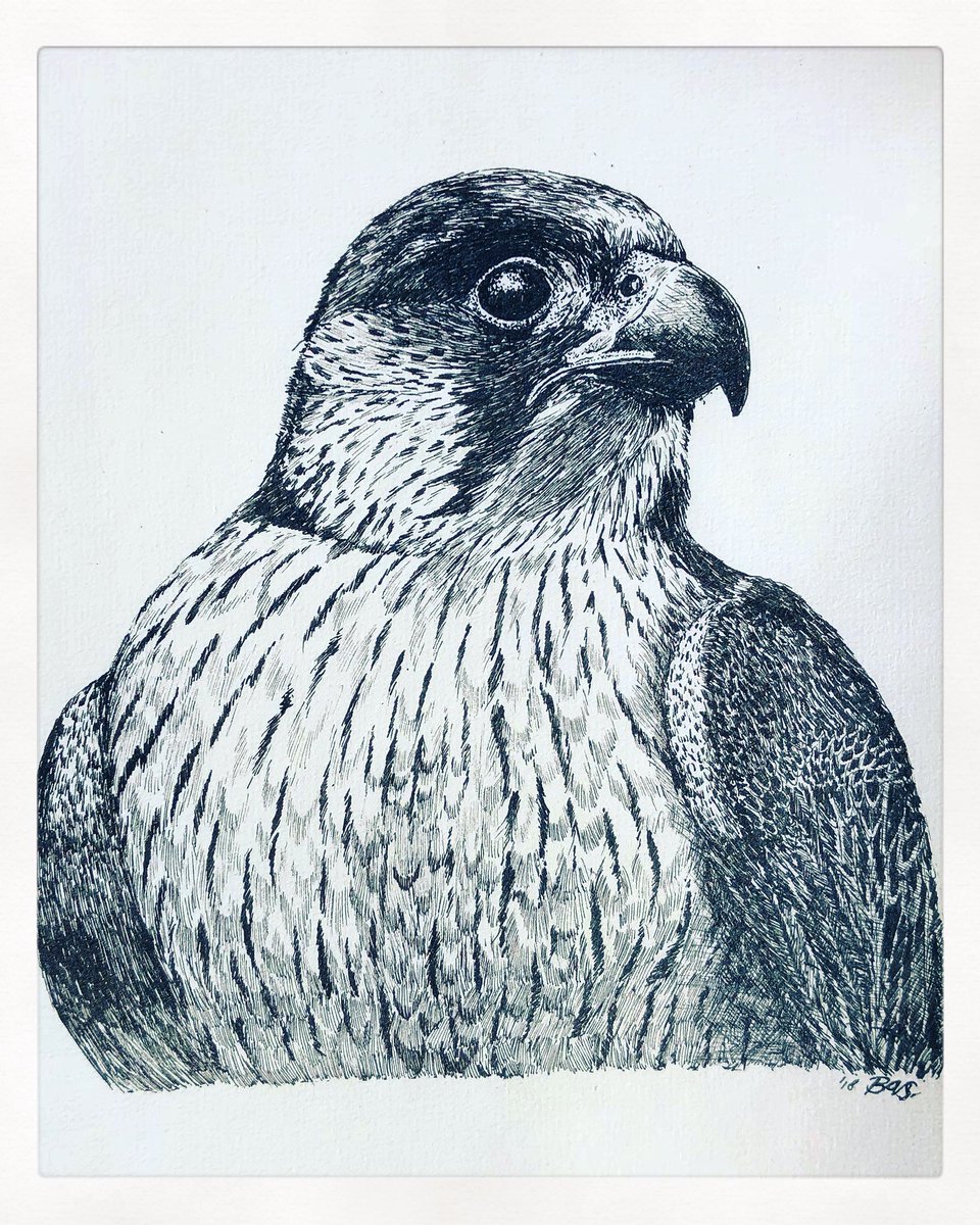 AtelierGeeraets's tweet photo. Tekening gemaakt. Het is een slechtvalk.

Retweet is lief. https://t.co/Mw7pU5nET9