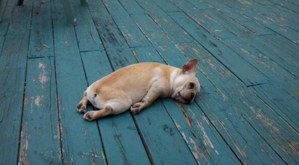 MichaelDAClarke's tweet photo. Current mood.

#NationalLazyDay https://t.co/rMBbtdZ3B2