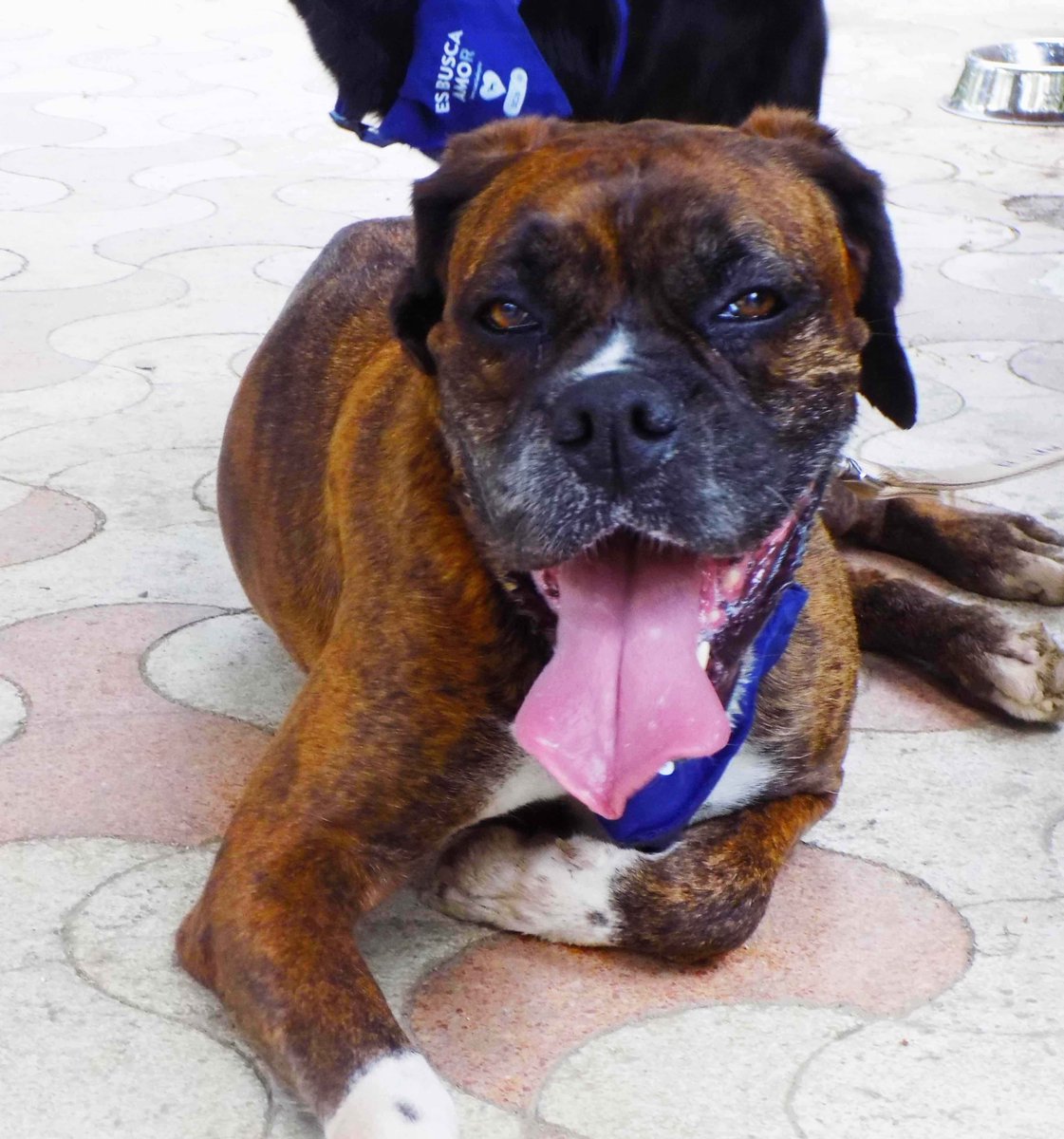 bcn_ajuntament's tweet photo. És la Bruma (8 anys) i #BuscaAmo. Molt sociable i carinyosa, li encanta passejar. #Animalsdecompanyia #adoptaBCN https://t.co/E5srjcff5u