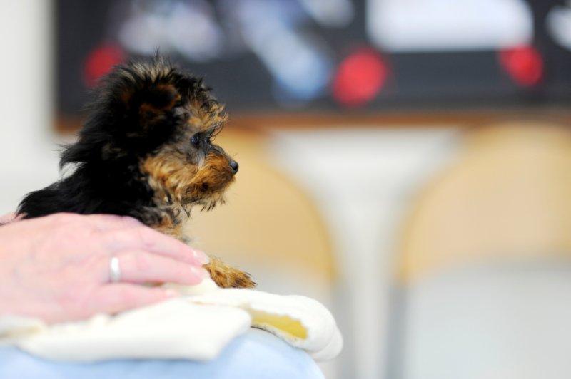 Our Senior VP <a href="/RavetzGudrun/">Gudrun Ravetz</a> was on <a href="/BBCWorld/">BBC News (World)</a> #Impact show with @PhilippaBBC just now highlighting vets' concerns around the growing trend for 'teacup' dogs, who are prone to serious health problems. Our advice to owners is to always pick #HealthOverLooks ow.ly/PfzQ30llTMR
