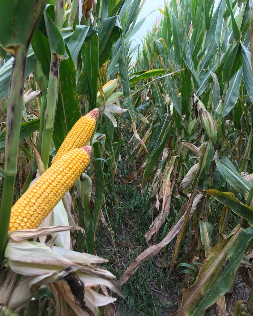 David Wolfe tweet media