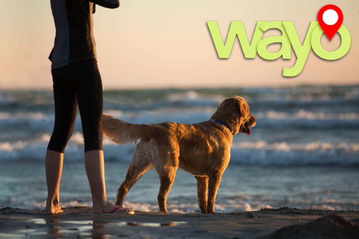WayoGPS's tweet photo. From wayo, we think of your well-being and that of your whole family. And pets are also part of it.
Would you like to have the live location of your pet from anywhere? https://t.co/V8555Bdmtr