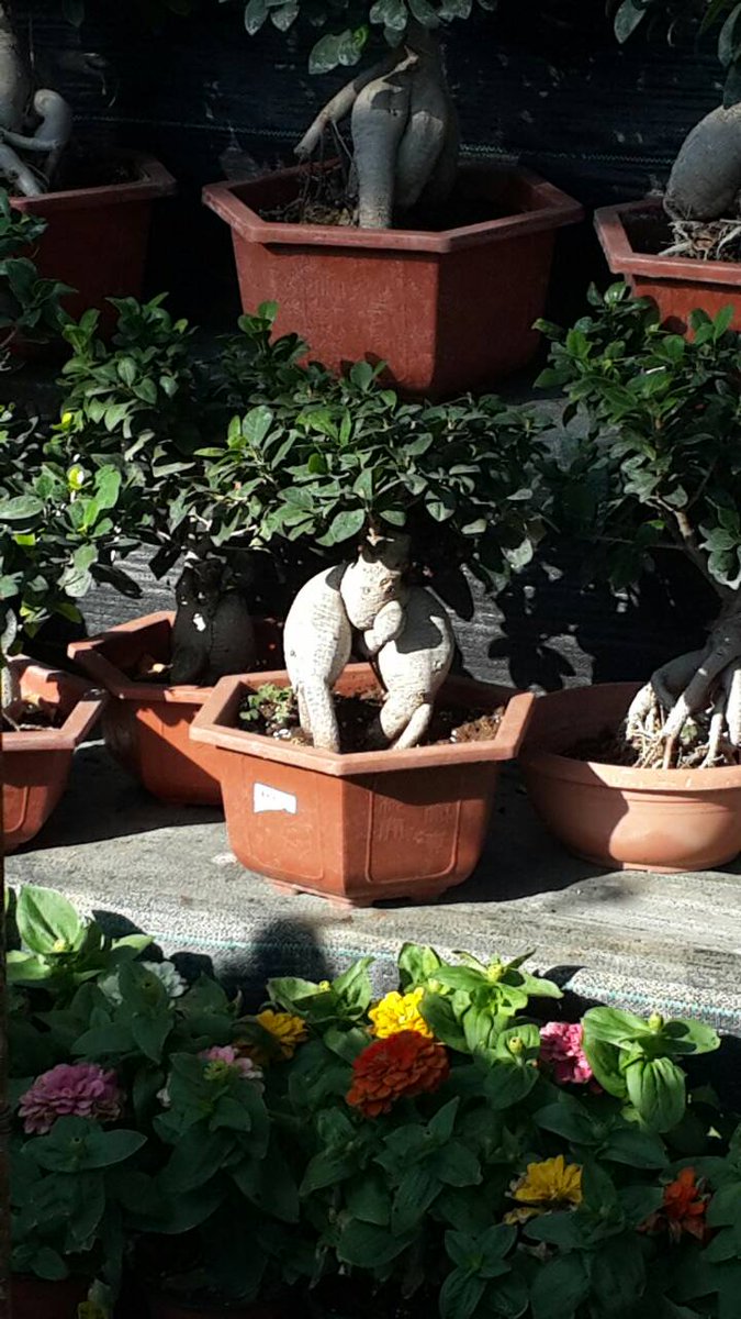 enseman's tweet image. What do you think this plant look like?