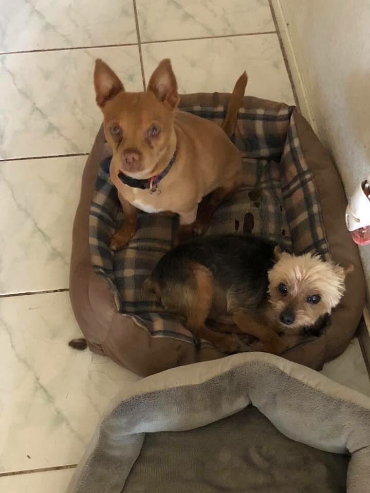 CMDRStrong's tweet photo. These guys and more will be ready to meet you this Sunday!!! Can you say CUTE?! 🤗💜🐾 https://t.co/Rz2euZoLfs