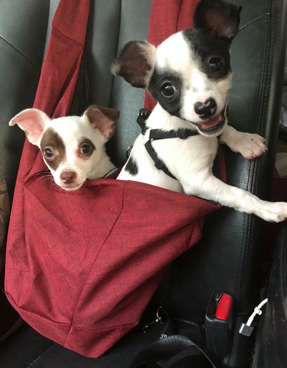 CMDRStrong's tweet photo. These guys and more will be ready to meet you this Sunday!!! Can you say CUTE?! 🤗💜🐾 https://t.co/Rz2euZoLfs