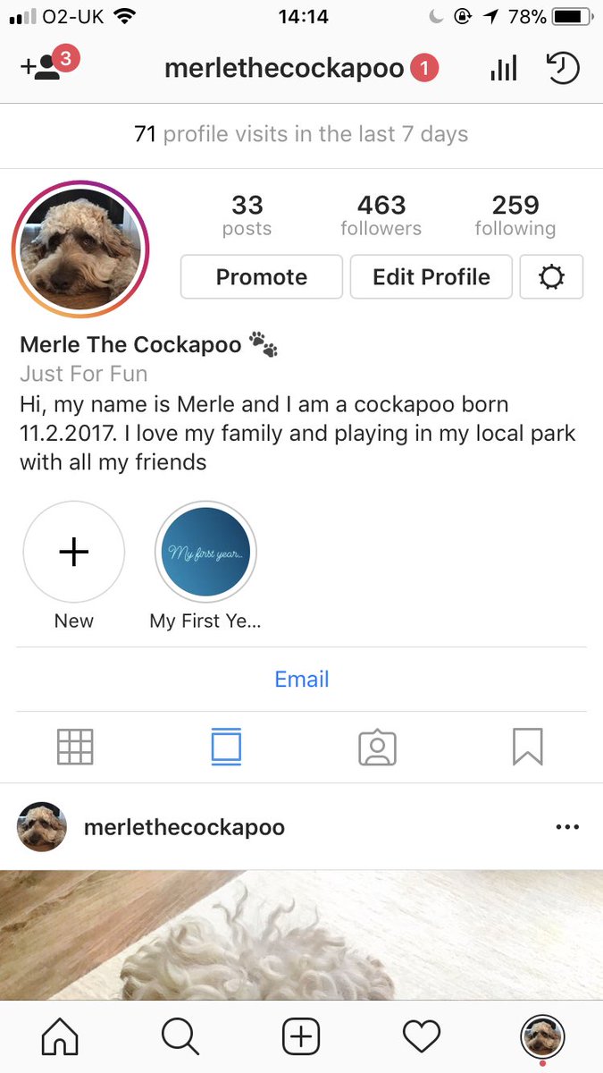 MerleCockapoo's tweet image. Follow my Instagram :) 
#cockapoo #cockapoosofinstagram #cockapoopuppy #cockapoo_corner #cockapoolife #cockapooclub #cockapoocrazy #cockapoolove #cockapoodaily #cockapooofinstagram