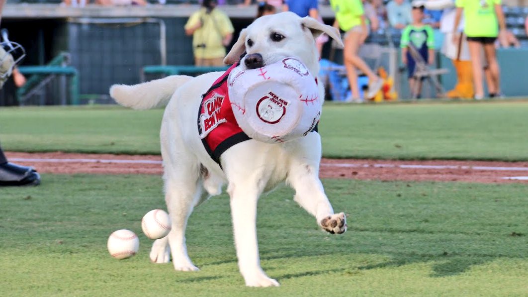 Pelicanbaseball's tweet photo. Best. Day. Ever. 🐶

Bark at the Park is TONIGHT! Doggos get in free with the purchase of a Budweiser Thirst Inning Deck ticket. Gates open at 6 PM, first pitch is at 7:05 PM ⚾️ 
🎟: https://t.co/qrhdqEpvxD https://t.co/s1AK2bqbFa