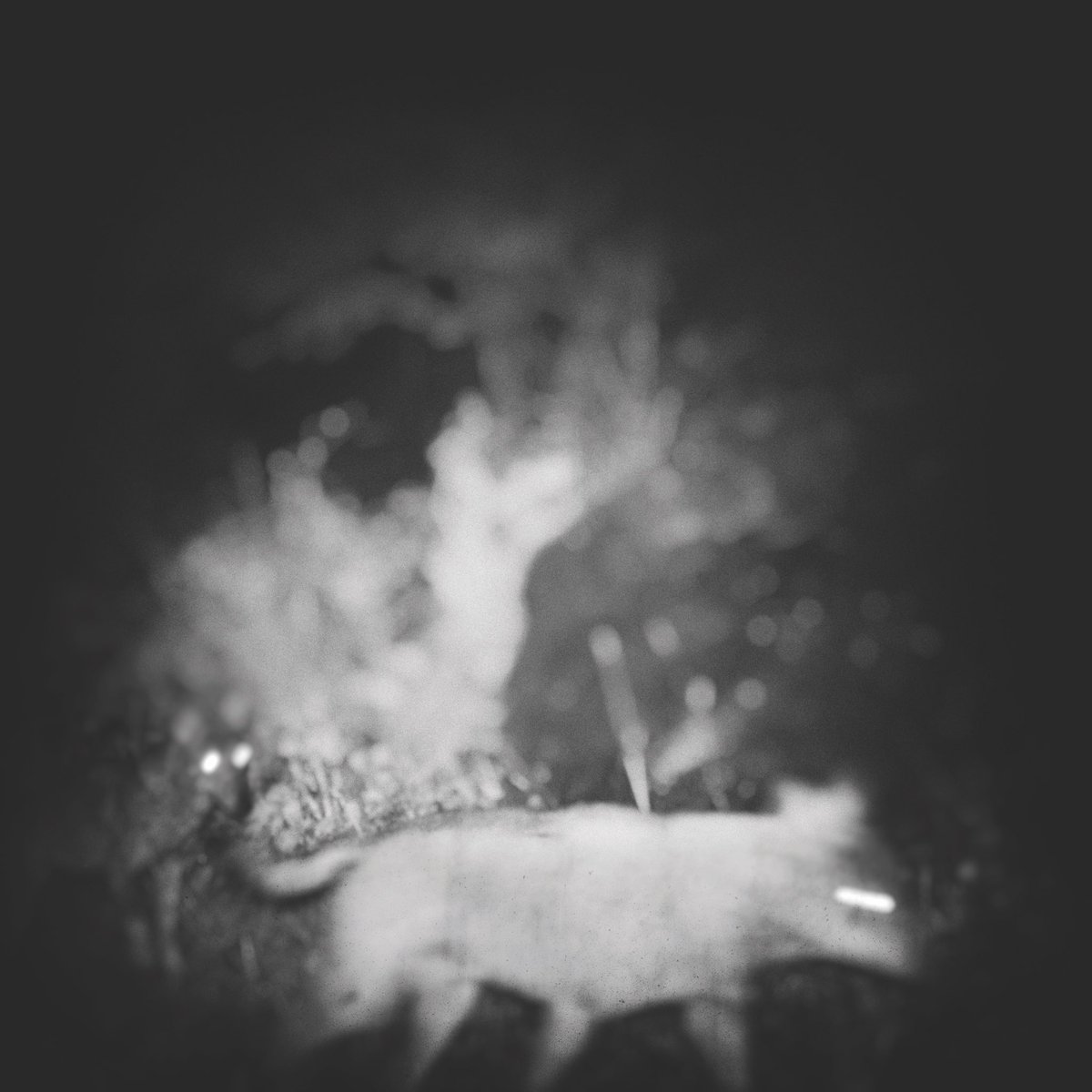 Introducing Bliss Signal 

A new metal project between <a href="/wifesounds/">jk</a> &amp; myself 

DRIFT EP is out now on 
<a href="/truepanther/">TRUE PANTHER</a> x @profound_lore 

blisssignal.com 🐺🐺