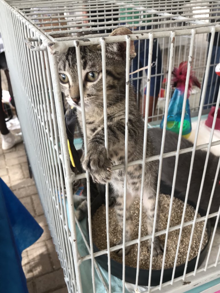 IFBnoticias's tweet photo. Hoje é o último dia pra ajudar o Projeto Fiel e levar um bichinho pra casa. Vai dizer que não quer uma dessas fofurinhas? Corre, é só até às 16h! 🐶🐱 #ConectaIF2018 https://t.co/iOppoFAxWT